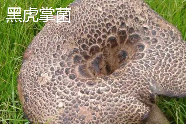 虎掌菌和黑虎掌菌的区别，虎掌菌分为黑虎掌菌，黄虎掌菌