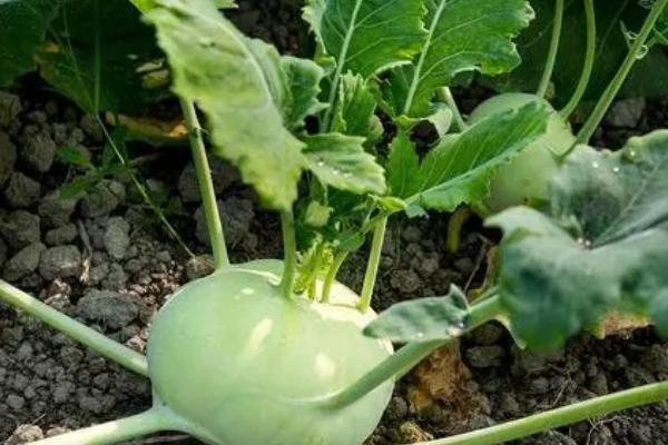 芜菁什么时候收获，一般在9月中旬至翌年3月收获