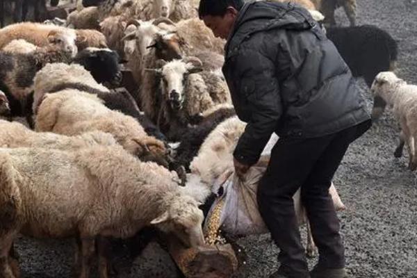 怎么喂羊下奶速度快，可以采用以下五种方法