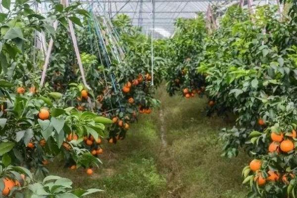 红美人柑橘的种植方法，定植的时候不可太深也不能太浅