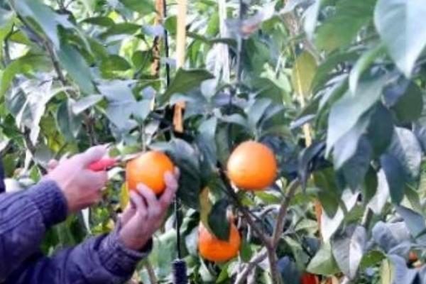 红美人柑橘的种植方法，定植的时候不可太深也不能太浅