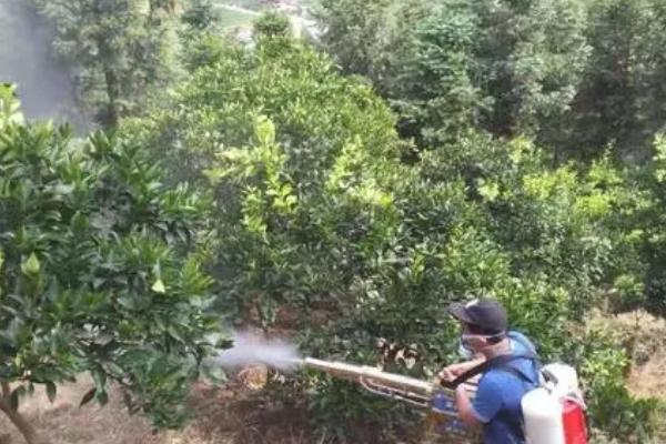 红美人柑橘的种植方法，定植的时候不可太深也不能太浅