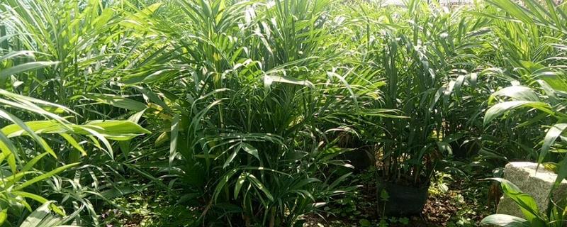 夏威夷竹子怎么养殖，生长季节每个月追施1-2次氮肥