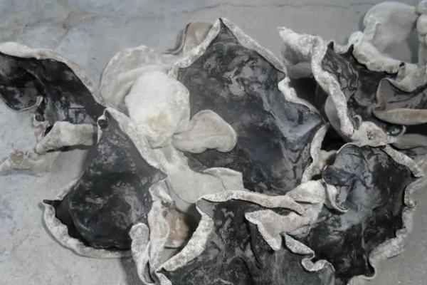 如何正确挑选白背木耳，可以用手捏或者用水泡等