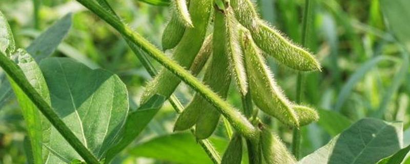 辽鲜豆9号大豆种子特征特性，每亩用种量5.0Kg左右