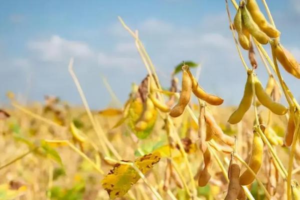 抚豆29大豆品种简介，在辽宁省春播种植