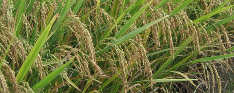 辽粳1402水稻种子特点，每亩有效穗数27.7万穗