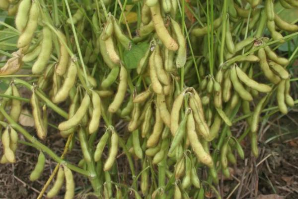 铁豆94大豆种子介绍，播种在4月中旬～5月上旬为宜