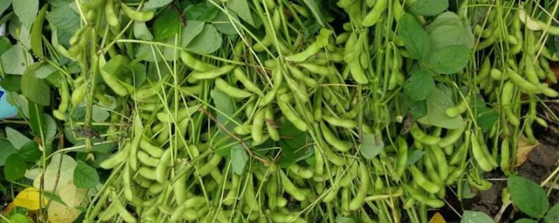 辽豆69大豆品种简介，防治各种大豆害虫