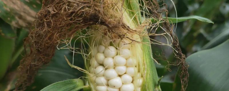 大泽801玉米种子特征特性，中抗茎腐病