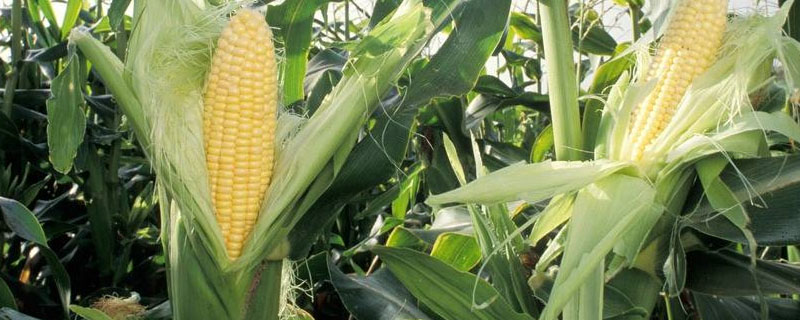 松玉668玉米种子介绍，中等肥力以上地块栽培