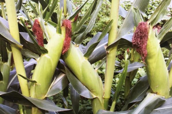天龙华玉8玉米种子特点，一般肥力地块栽培