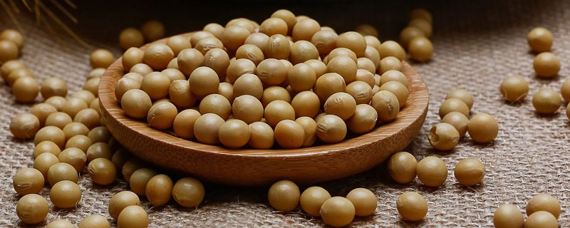 吉青4号大豆品种的特性，8月中旬及时防治大豆食心虫
