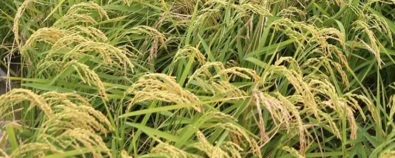 吉粳811水稻种简介，4月上中旬播种