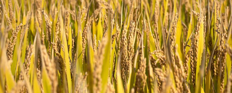 田友17水稻品种的特性，生育期间注意及时防治稻瘟病