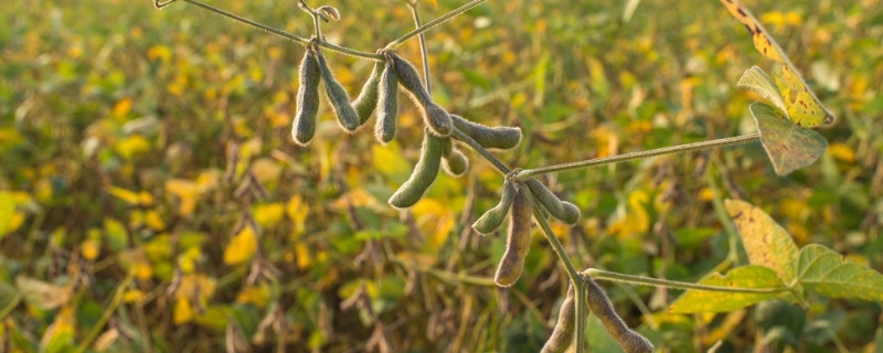 吉育363大豆种子介绍，出苗至成熟平均124天