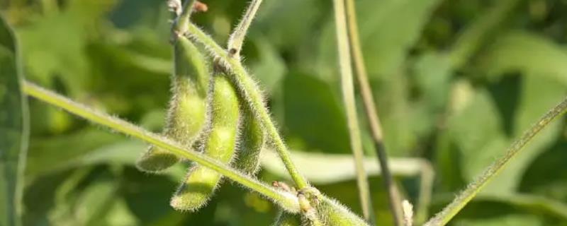 九农43B大豆种子简介，出苗至成熟平均122天