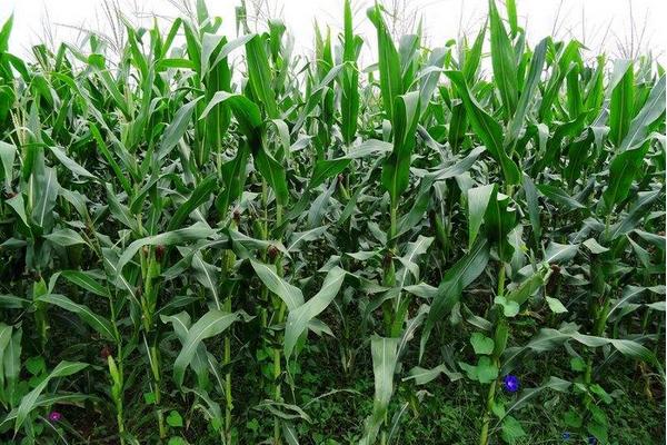 齐丰993玉米种简介，在适应区5月5日左右播种
