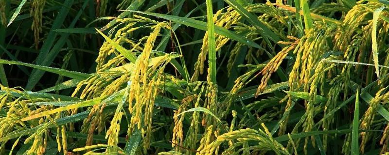 吉粳516水稻品种简介，每亩有效穗数21.1万穗