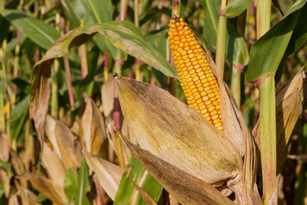 北试376玉米种子特征特性，在适应区4月30日左右播种