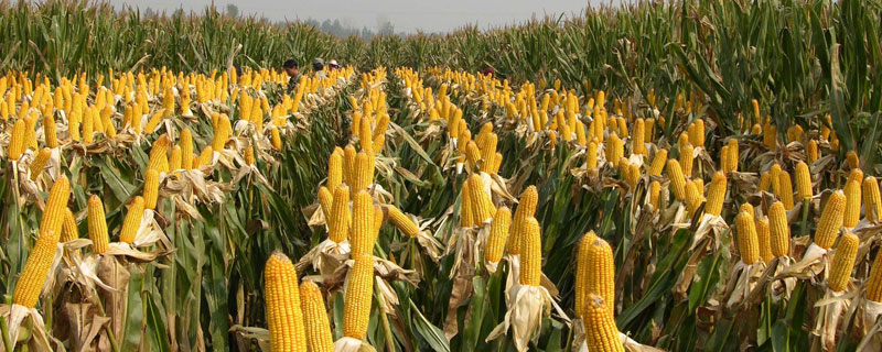 东农270玉米种子特点，在适应区5月10日左右播种