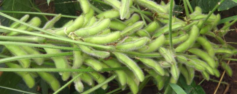 东庆20大豆品种简介，该品种亚有限结荚习性