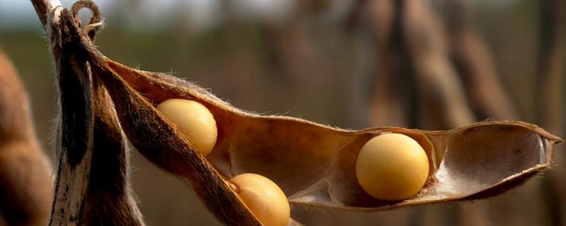 华菜豆5号大豆品种简介，选择中等肥力地块种植