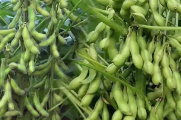 绥农49大豆种简介，在适应区五月上旬播种
