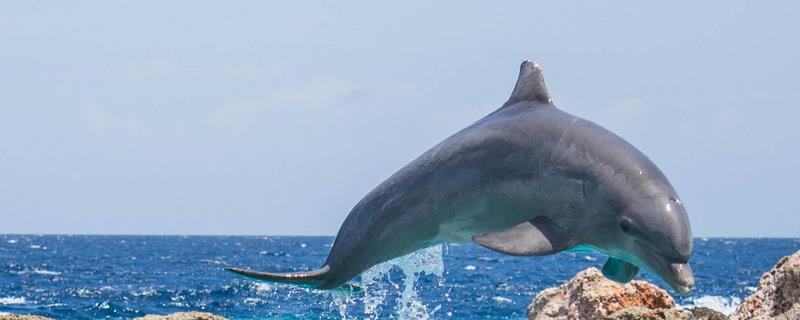 海豚的品种，包括5个常见的亚科