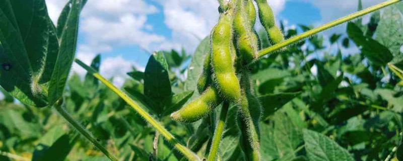 绥农53大豆品种的特性，该品种为亚有限结荚习性
