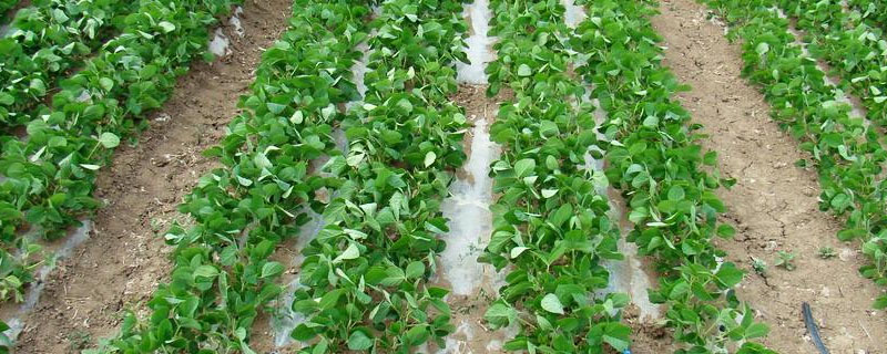 绥农76大豆种子特征特性，在适应区五月上旬播种
