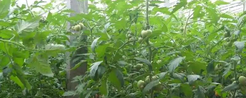 西红柿的打顶与剪枝方法，最后一穗花长出后再打顶