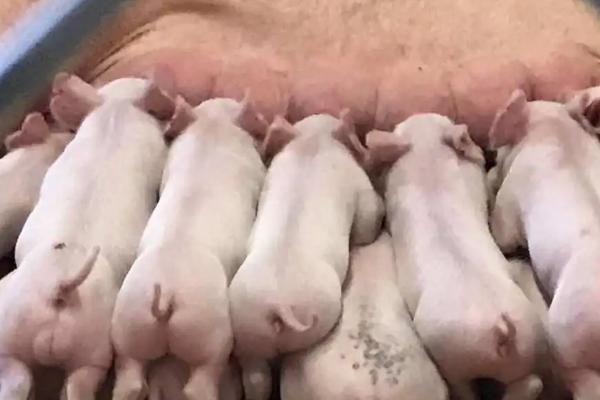 猪胎衣下来后还会有小猪吗，通常不会下猪仔了