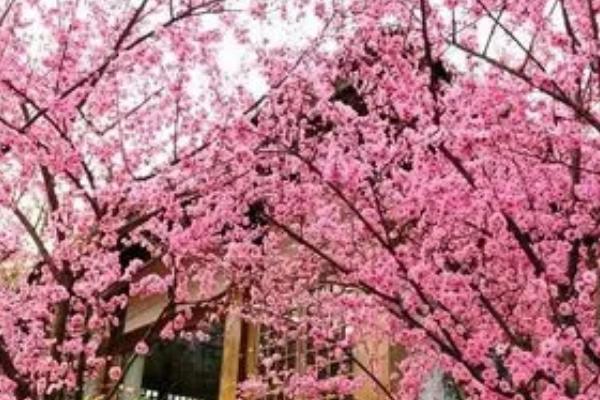 美人梅的种植方法，幼苗期注意做好防寒工作