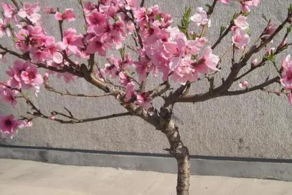 桃树盆栽的观赏价值，可观赏桃花还可观赏果实