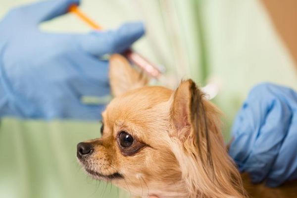给宠物打疫苗的注意事项，只有健康的宠物才能打疫苗