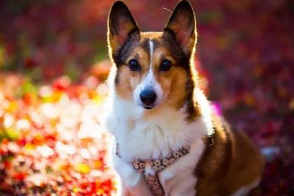 犬肉毒梭菌毒素中毒诊断要点，多见于夏季