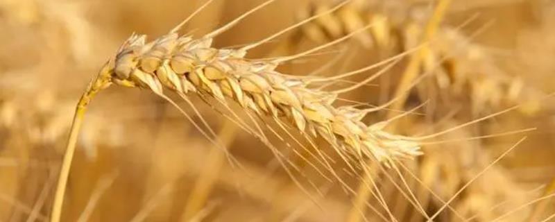 小麦的类型，为冬小麦和春小麦