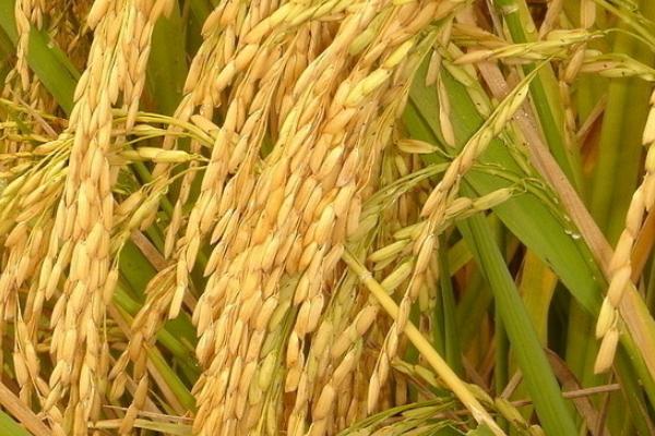 旌优312水稻品种简介，每亩栽插5万穴左右