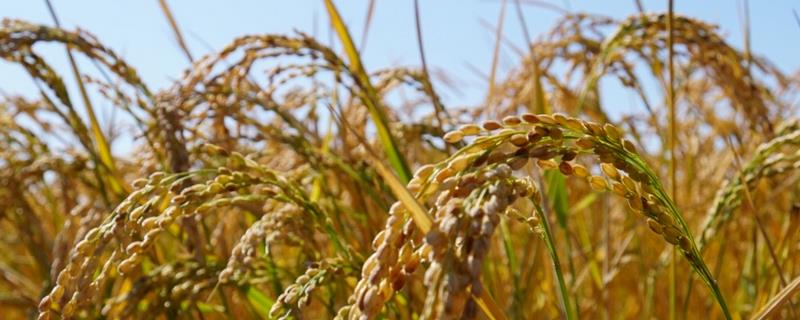 蓉7优粤农丝苗水稻品种简介，每亩有效穗数15.4万穗