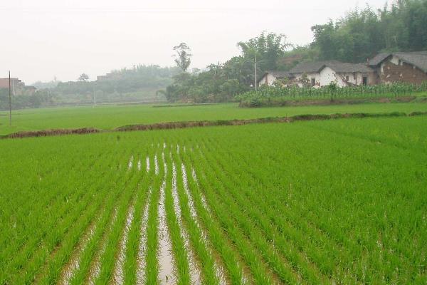 旌优312水稻品种简介，每亩栽插5万穴左右