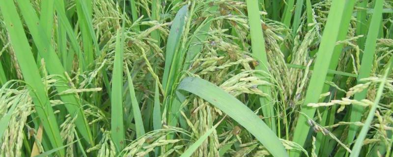 中研稻212水稻品种的特性，播种前用药剂浸种