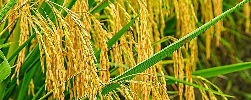 皖垦糯5号水稻品种简介，均匀播种