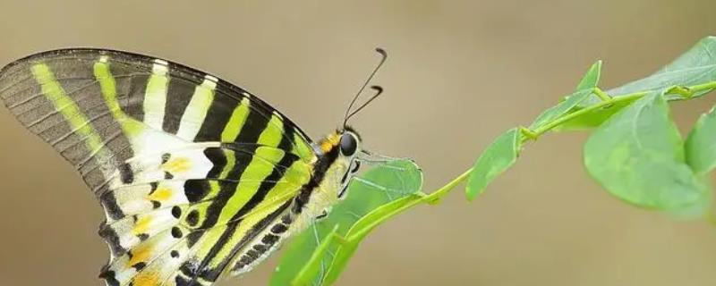 蝴蝶吃什么东西，幼虫期以甘蓝、包菜等植物叶子为食