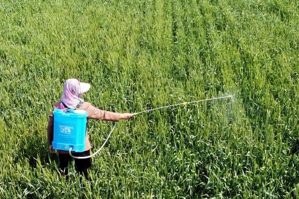 怎么打药效果好，20℃-30℃打药更有效