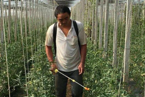 番茄有哪些虫害，以下5种比较常见