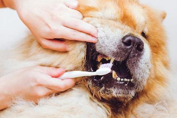 给狗狗洗牙的方法，首先需要给狗狗进行全身麻醉