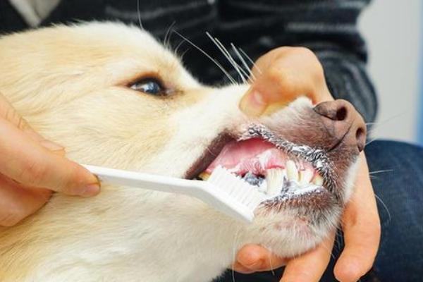 给狗狗洗牙的方法，首先需要给狗狗进行全身麻醉
