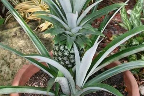 菠萝的种植方法，可单行、双行、三行种植等