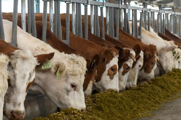 牛饲料怎么配，根据牛的生长状况来进行合理的配比